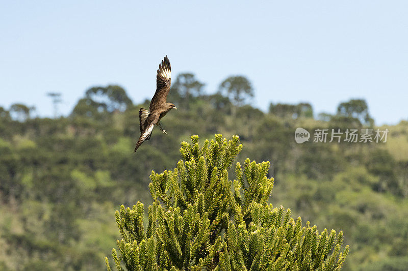 Chimango Caracara (Milvago ximango)